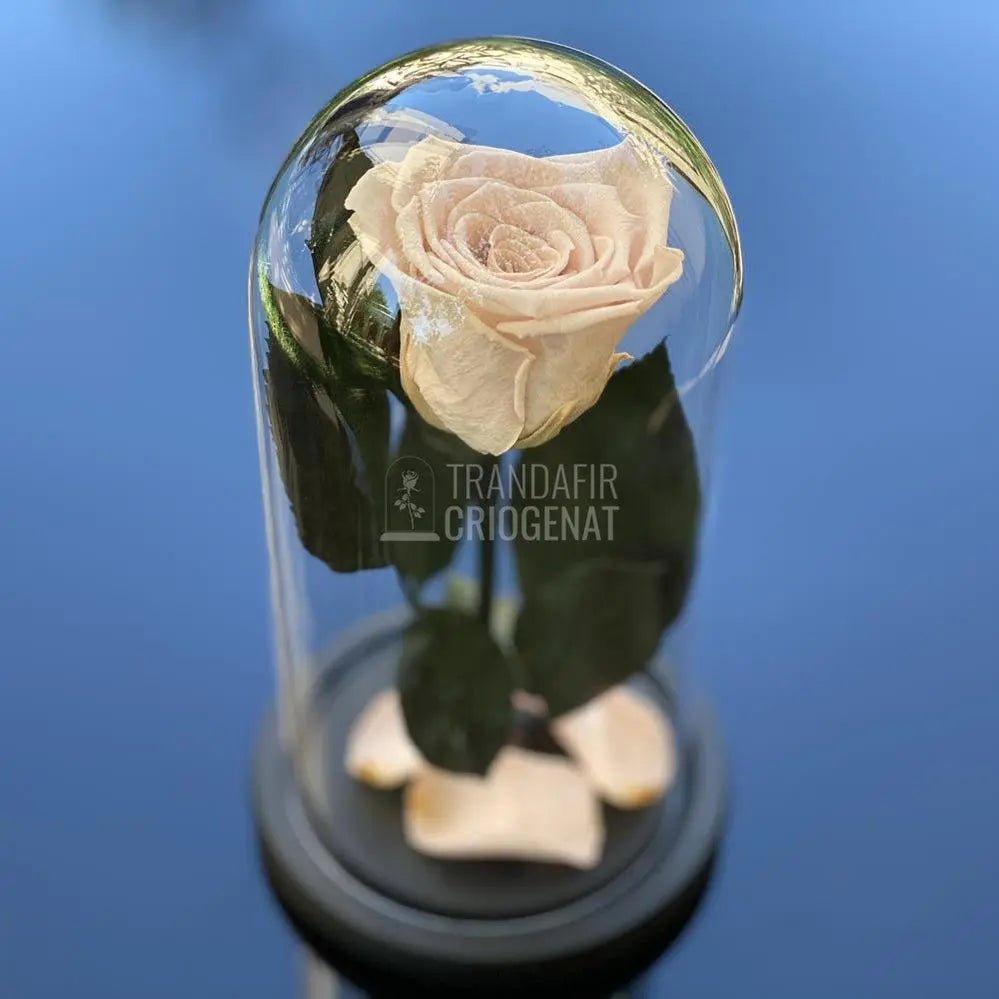 Trandafir Criogenat roz pal Ø6,5cm in cupola de sticla 10x20cm - Trandafir-Criogenat.ro