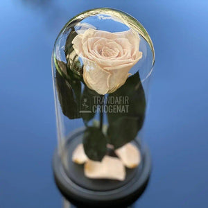 Trandafir Criogenat roz pal Ø6,5cm in cupola de sticla 10x20cm - Trandafir-Criogenat.ro