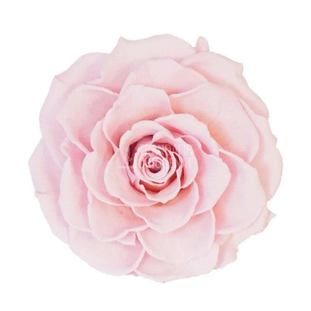 Trandafir Criogenat roz pal Ø8cm in cupola de sticla 10x20cm - Trandafir-Criogenat.ro