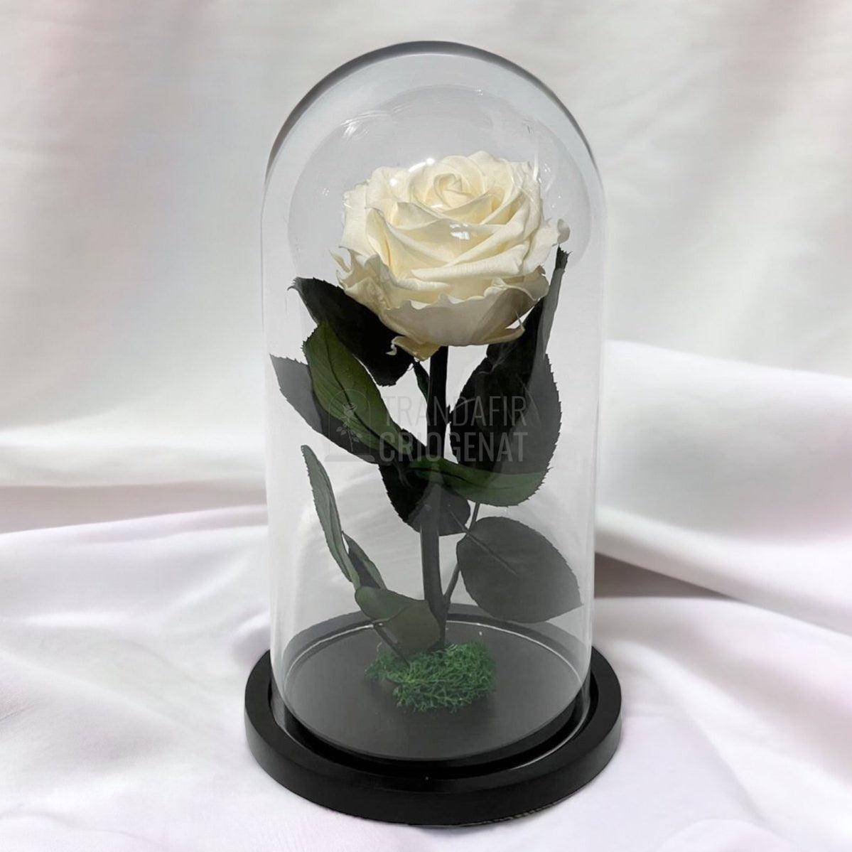 Trandafir Criogenat sampanie Ø8cm in cupola de sticla, cu mesaj - Trandafir-Criogenat.ro