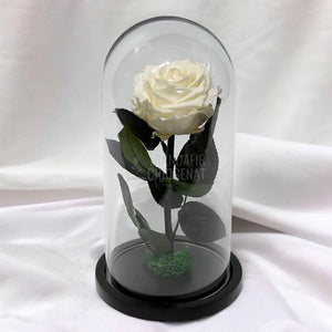 Trandafir Criogenat sampanie Ø8cm in cupola de sticla, cu mesaj - Trandafir-Criogenat.ro