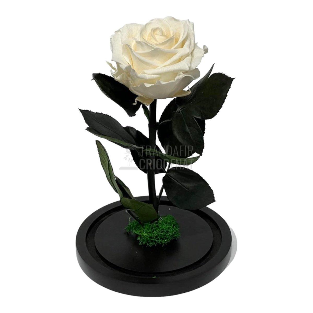 Trandafir Criogenat sampanie Ø8cm in cupola de sticla, cu mesaj - Trandafir-Criogenat.ro