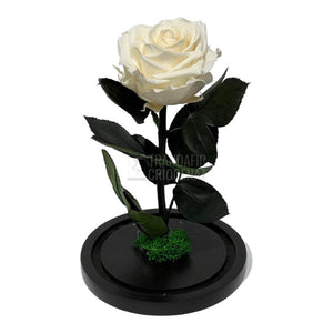 Trandafir Criogenat sampanie Ø8cm in cupola de sticla, cu mesaj - Trandafir-Criogenat.ro