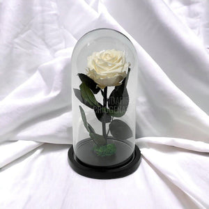 Trandafir Criogenat sampanie Ø8cm in cupola de sticla, cu mesaj - Trandafir-Criogenat.ro