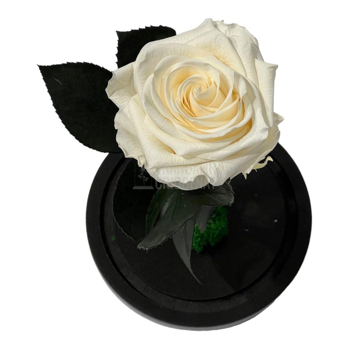 Trandafir Criogenat sampanie Ø8cm in cupola de sticla, cu mesaj - Trandafir-Criogenat.ro