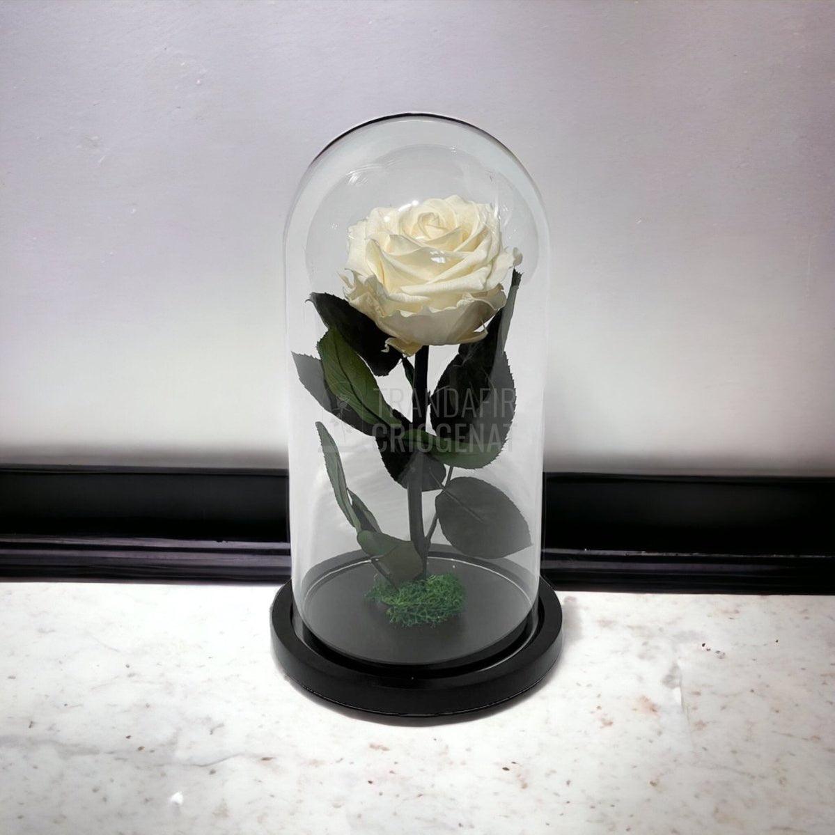 Trandafir Criogenat sampanie Ø8cm in cupola de sticla, cu mesaj - Trandafir-Criogenat.ro