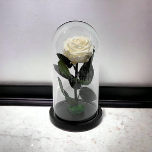Trandafir Criogenat sampanie Ø8cm in cupola de sticla, cu mesaj - Trandafir-Criogenat.ro
