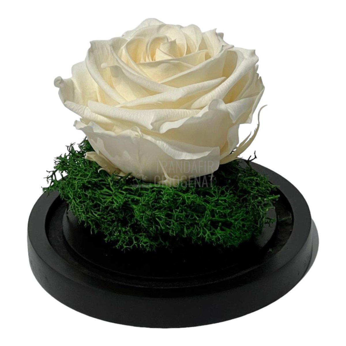 Trandafir Criogenat sampanie Ø8cm in cupola sticla 10x15cm - Trandafir-Criogenat.ro