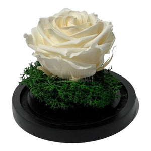 Trandafir Criogenat sampanie Ø8cm in cupola sticla 10x15cm - Trandafir-Criogenat.ro