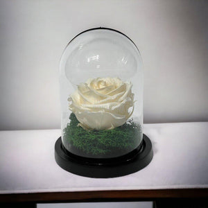 Trandafir Criogenat sampanie Ø8cm in cupola sticla 10x15cm - Trandafir-Criogenat.ro