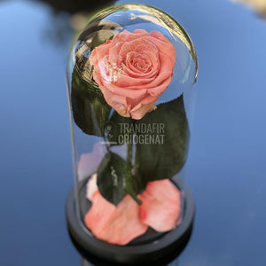 Trandafir Criogenat somon deschis Ø6,5cm in cupola 10x20cm - Trandafir-Criogenat.ro