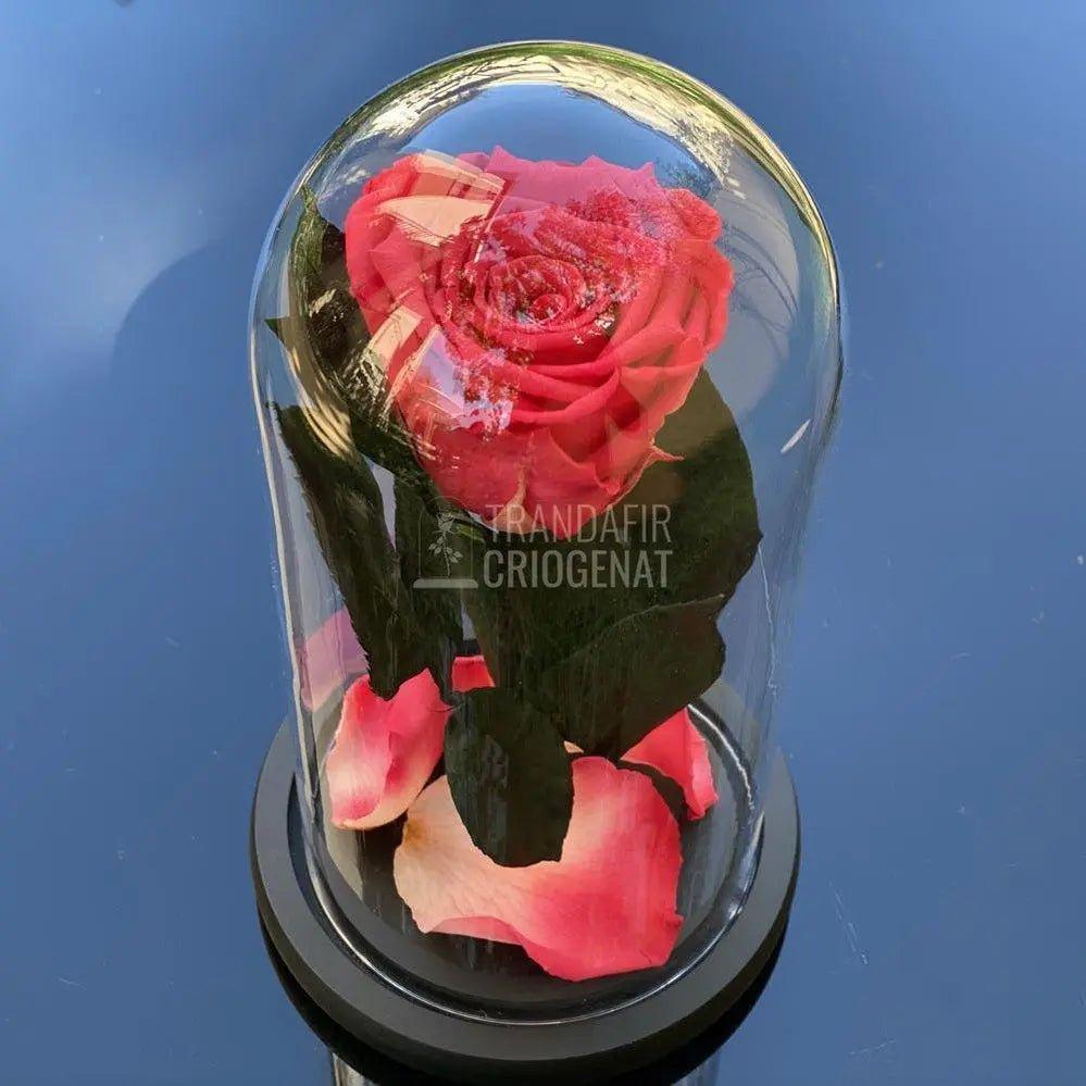 Trandafir Criogenat somon inchis Ø6,5cm in cupola 10x20cm - Trandafir-Criogenat.ro