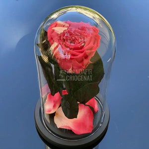 Trandafir Criogenat somon inchis Ø6,5cm in cupola 10x20cm - Trandafir-Criogenat.ro