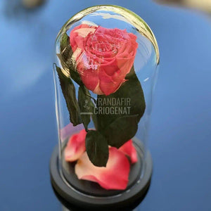 Trandafir Criogenat somon inchis Ø6,5cm in cupola 10x20cm - Trandafir-Criogenat.ro