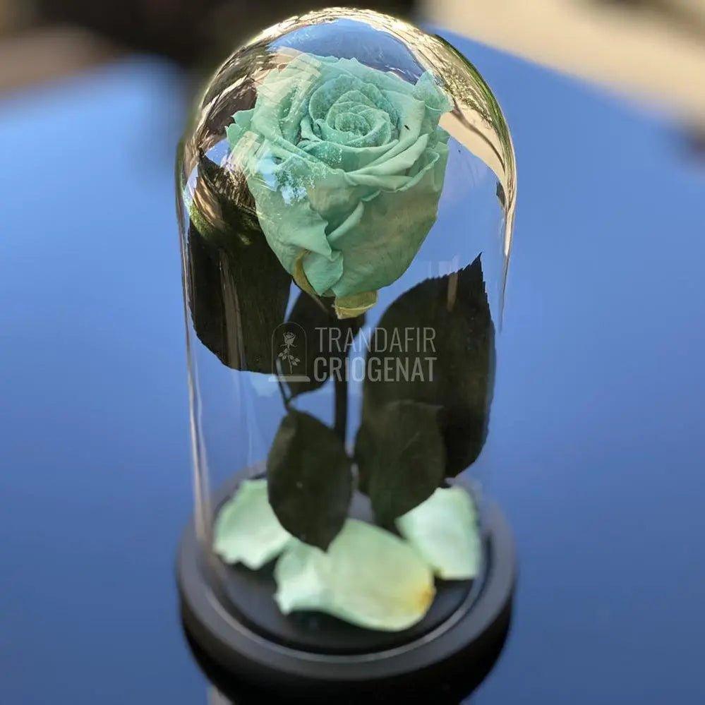 Trandafir Criogenat turcoaz Ø6,5cm in cupola 10x20cm - Trandafir-Criogenat.ro