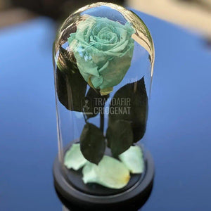 Trandafir Criogenat turcoaz Ø6,5cm in cupola 10x20cm - Trandafir-Criogenat.ro