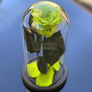 Trandafir Criogenat verde deschis Ø6,5cm in cupola 10x20cm - Trandafir-Criogenat.ro