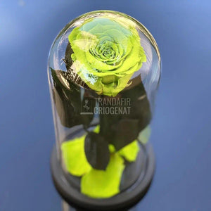 Trandafir Criogenat verde deschis Ø6,5cm in cupola 10x20cm - Trandafir-Criogenat.ro