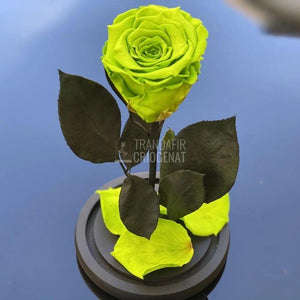Trandafir Criogenat verde deschis Ø6,5cm in cupola 10x20cm - Trandafir-Criogenat.ro