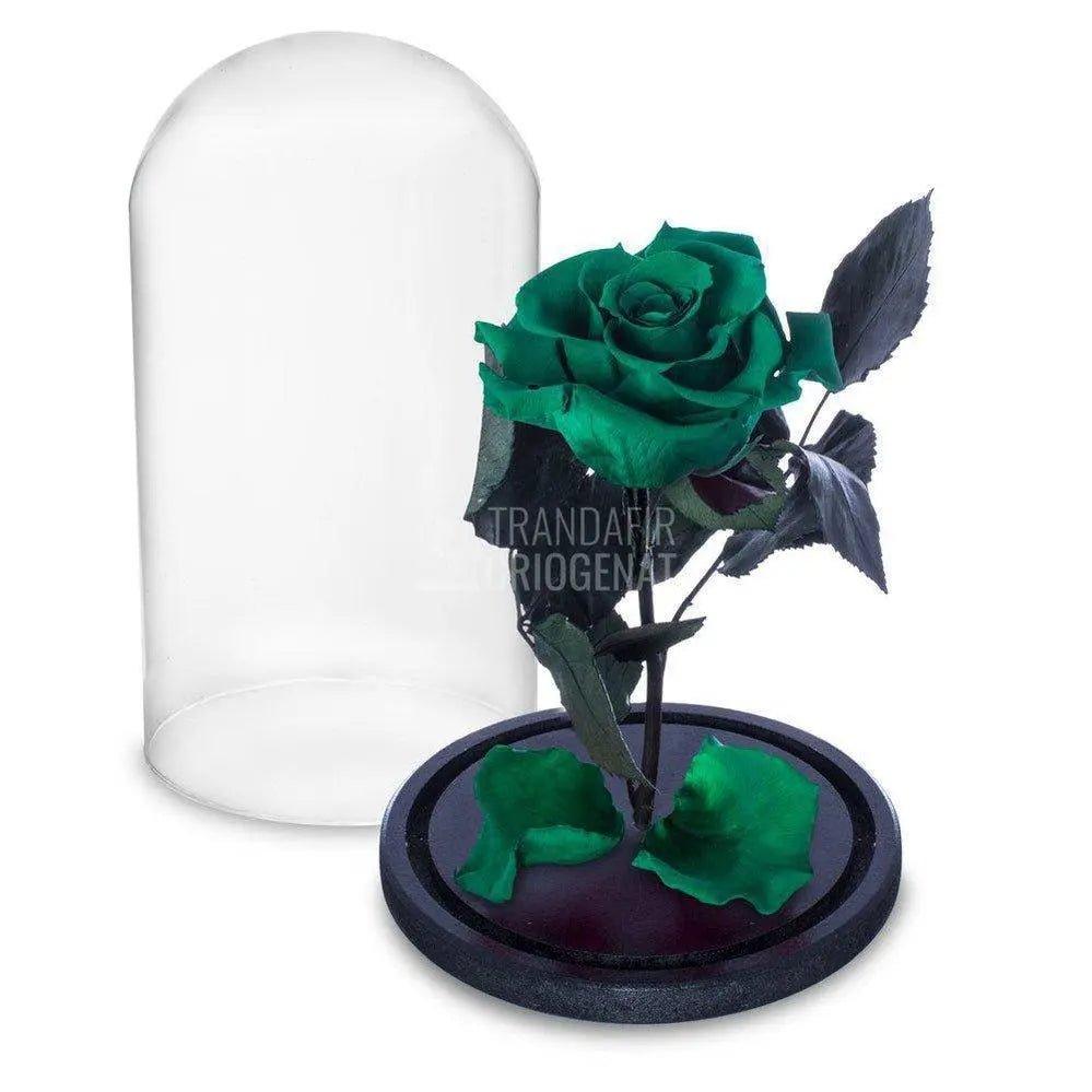 Trandafir Criogenat verde inchis Ø6,5cm in cupola 10x20cm - Trandafir-Criogenat.ro