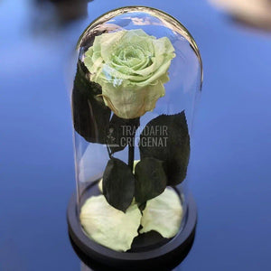 Trandafir Criogenat verde pal Ø6,5cm in cupola 10x20cm - Trandafir-Criogenat.ro