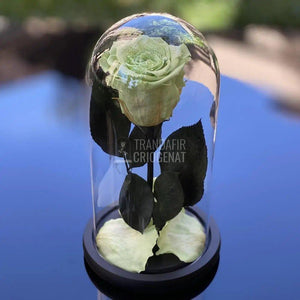 Trandafir Criogenat verde pal Ø6,5cm in cupola 10x20cm - Trandafir-Criogenat.ro