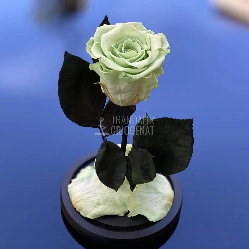Trandafir Criogenat verde pal Ø6,5cm in cupola 10x20cm - Trandafir-Criogenat.ro