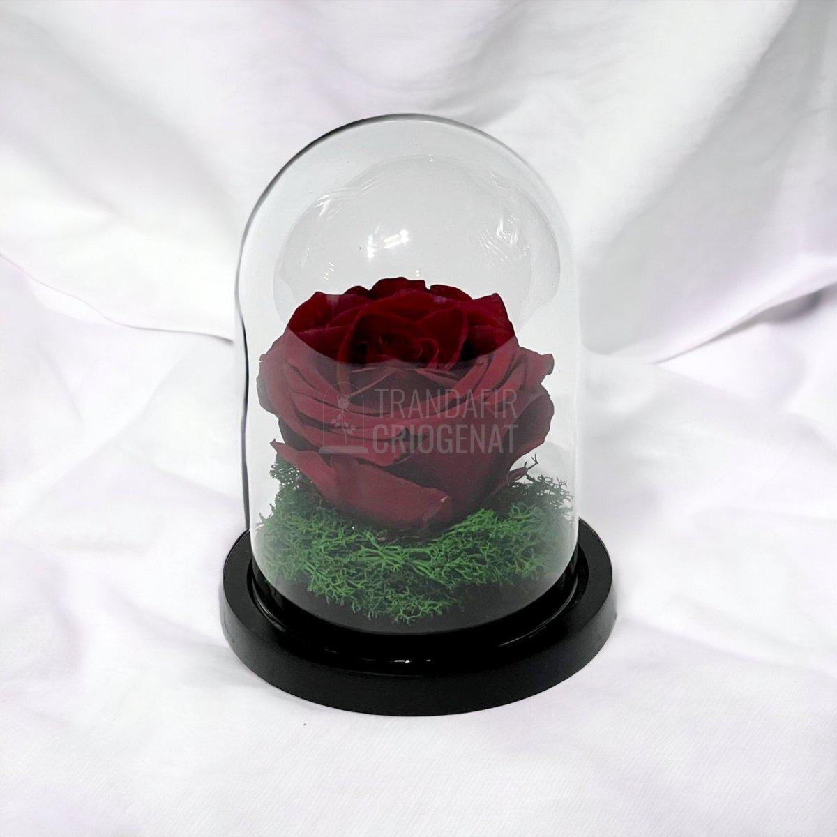 Trandafir Criogenat visiniu Ø8cm in cupola de sticla 10x15cm - Trandafir-Criogenat.ro