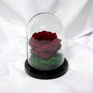 Trandafir Criogenat visiniu Ø8cm in cupola de sticla 10x15cm - Trandafir-Criogenat.ro