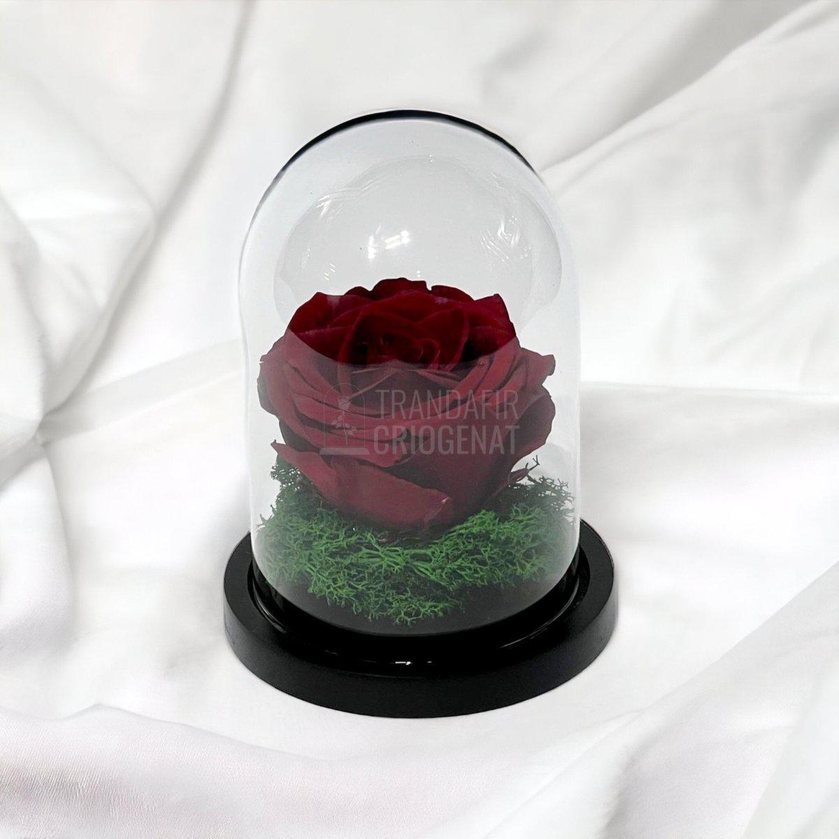 Trandafir Criogenat visiniu Ø8cm in cupola de sticla 10x15cm - Trandafir-Criogenat.ro