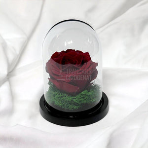 Trandafir Criogenat visiniu Ø8cm in cupola de sticla 10x15cm - Trandafir-Criogenat.ro