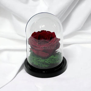 Trandafir Criogenat visiniu Ø8cm in cupola de sticla 10x15cm - Trandafir-Criogenat.ro