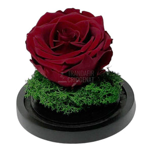 Trandafir Criogenat visiniu Ø8cm in cupola de sticla 10x15cm - Trandafir-Criogenat.ro