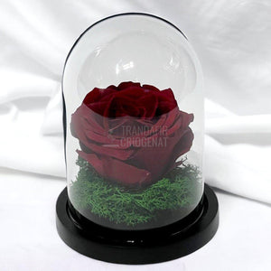Trandafir Criogenat visiniu Ø8cm in cupola de sticla 10x15cm - Trandafir-Criogenat.ro