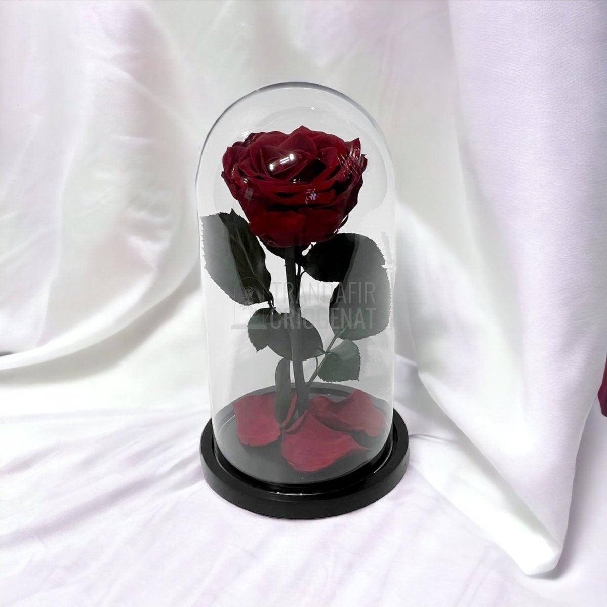 Trandafir Criogenat visiniu Ø8cm in cupola de sticla 12x25cm - Trandafir-Criogenat.ro