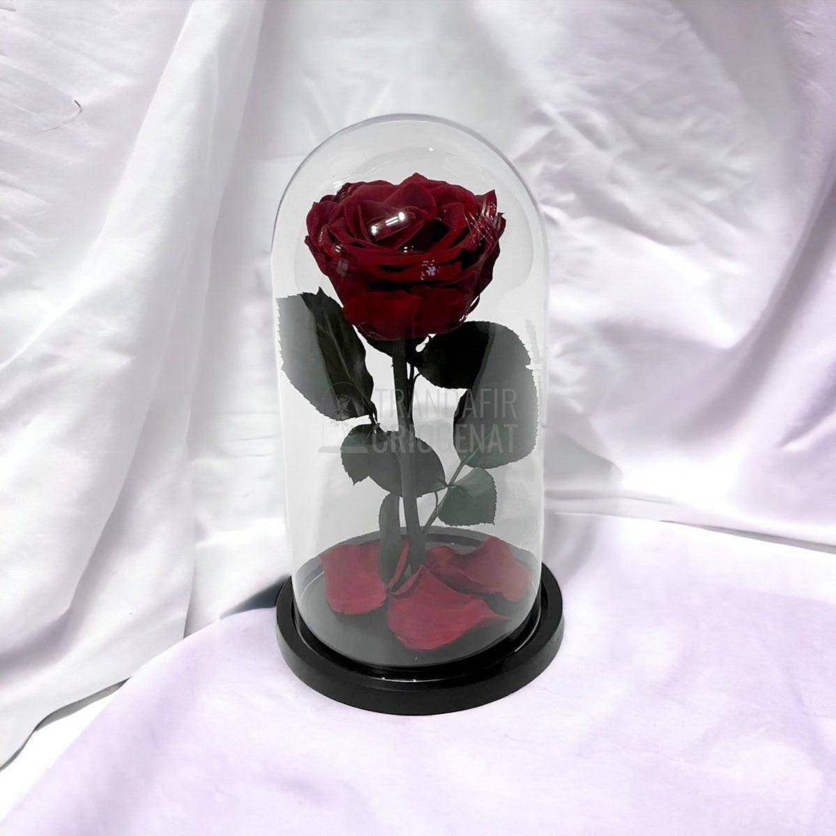 Trandafir Criogenat visiniu Ø8cm in cupola de sticla 12x25cm - Trandafir-Criogenat.ro