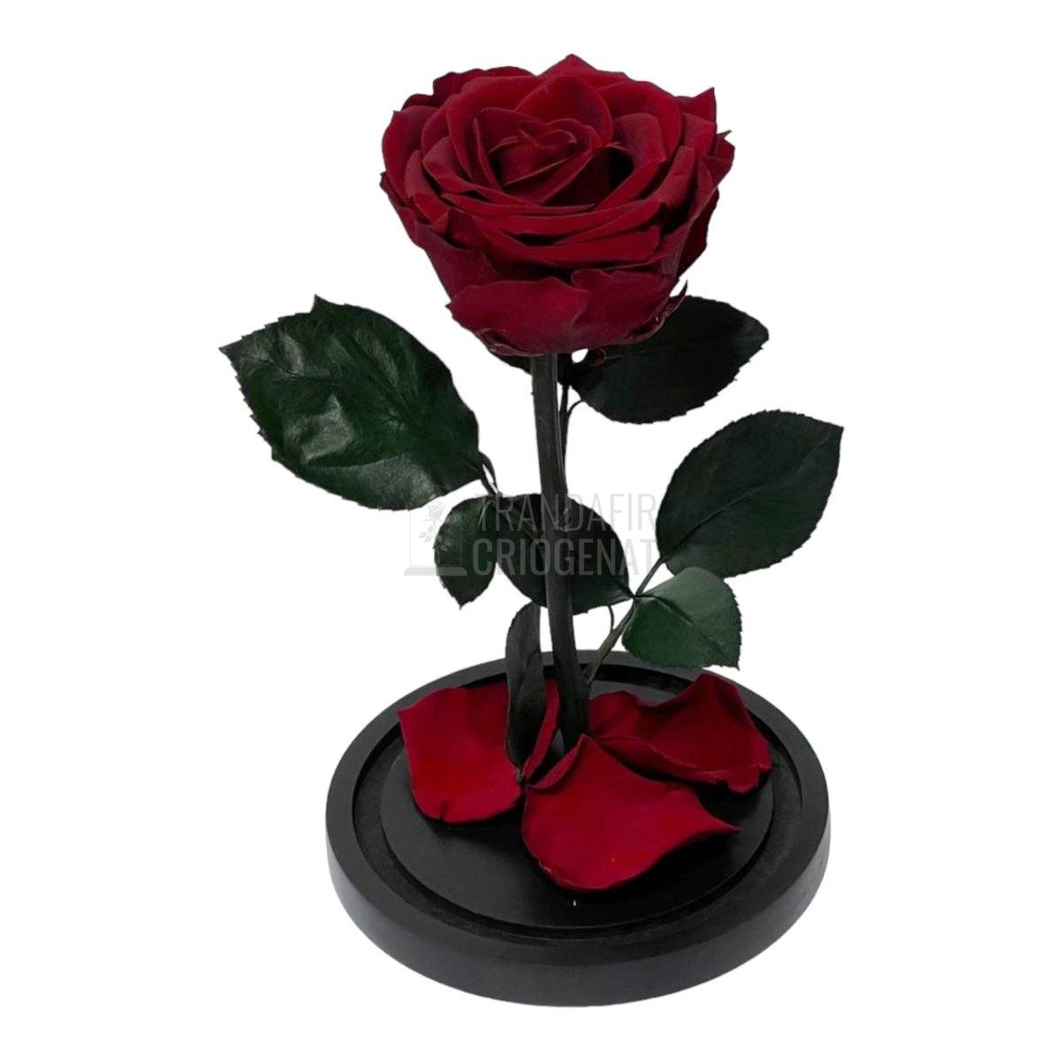 Trandafir Criogenat visiniu Ø8cm in cupola de sticla 12x25cm - Trandafir-Criogenat.ro