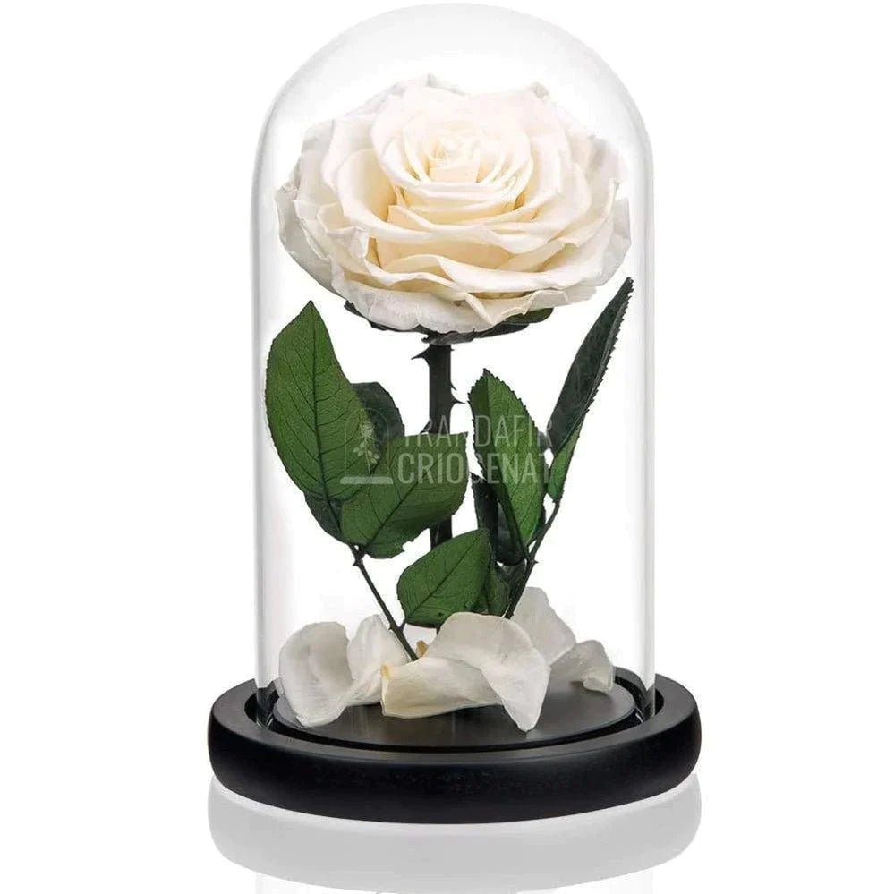 Trandafirul Criogenat - Un Cadou elegant pentru Iubita ta (cu Mesaj) - Trandafir-Criogenat.ro