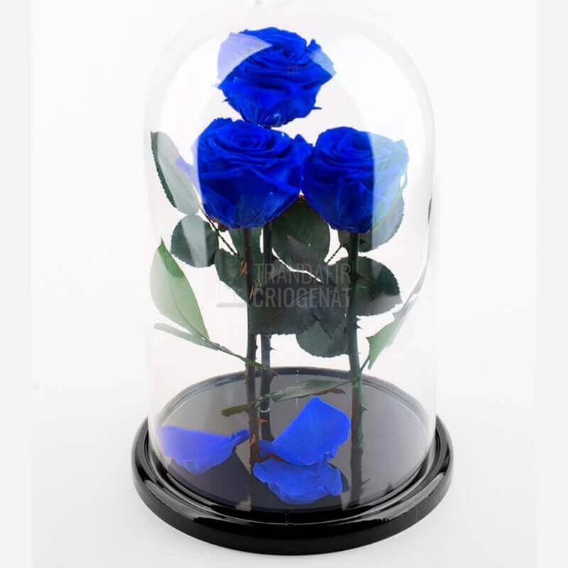 3 Trandafiri Criogenati XL Albastrii In Cupolă De Sticlă Cu Mesaj Personalizat Cadou Elegant
