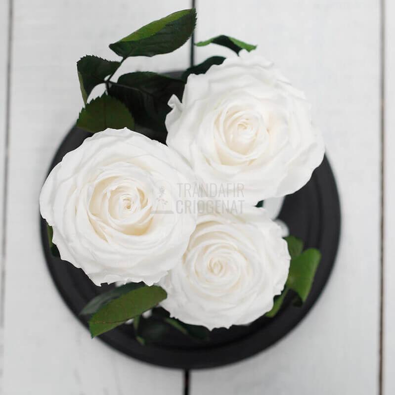 3 Trandafiri Criogenati XL Albi Diametru 6,5 Cm In Cupola De Sticla Cu Mesaj Personalizat Cadou Romantic Durabil