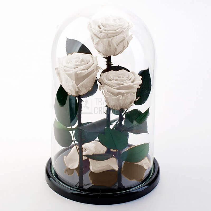 3 Trandafiri Criogenati XL Albi Diametru 6,5 Cm In Cupola De Sticla Cu Mesaj Personalizat Cadou Romantic Durabil