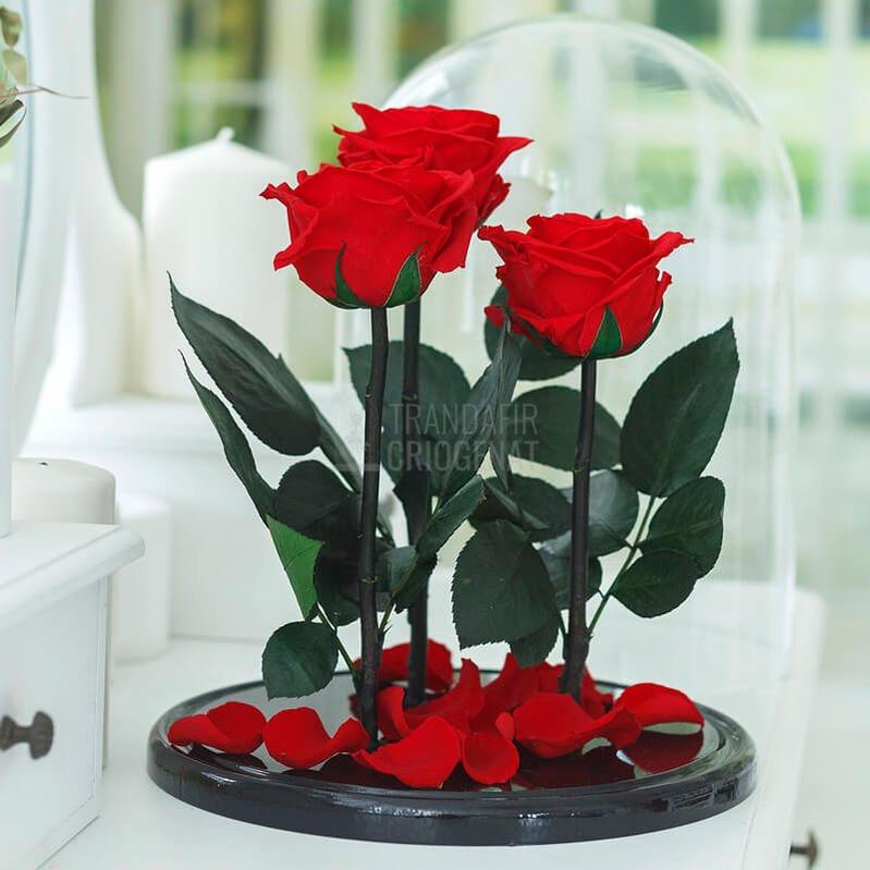 3 Trandafiri Criogenati XL Rosu Corai În Cupolă De Sticlă 15x25 Cm Cu Mesaj Personalizat