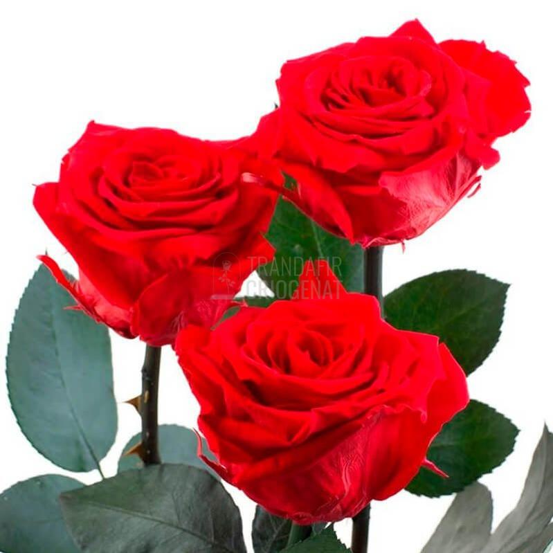 3 Trandafiri Criogenati XL Rosu Corai În Cupolă De Sticlă 15x25 Cm Cu Mesaj Personalizat