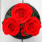 3 Trandafiri Criogenati XL Rosu Corai În Cupolă De Sticlă 15x25 Cm Cu Mesaj Personalizat