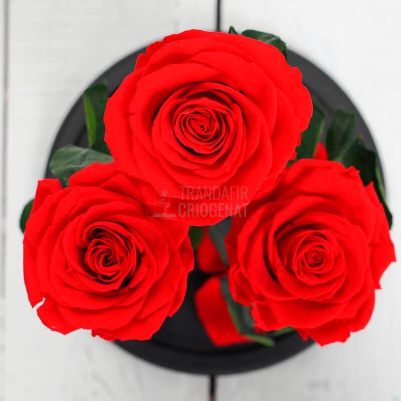 3 Trandafiri Criogenati XL Rosu Corai În Cupolă De Sticlă 15x25 Cm Cu Mesaj Personalizat
