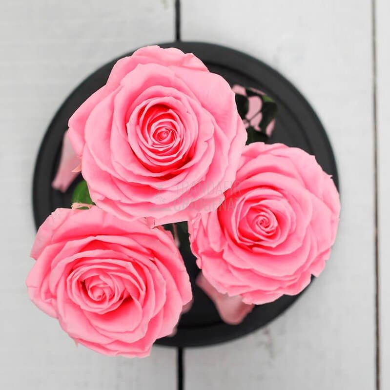 3 Trandafiri Criogenati XL Roz in Cupolă De Sticlă 15x25 Cm Cu Mesaj Personalizat Scris