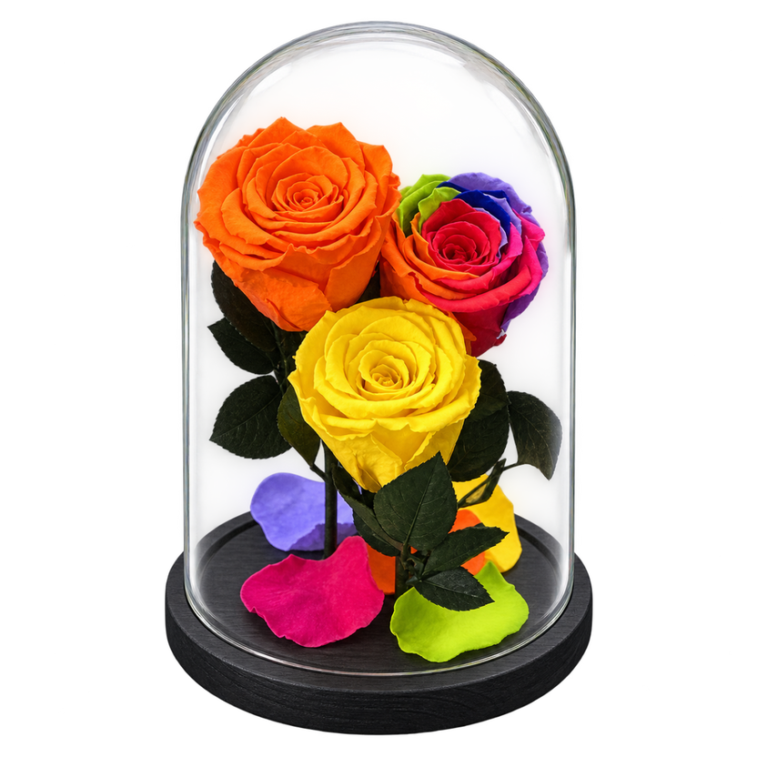 3 trandafiri criogenați (1 multicolor, 1 portocaliu, 1 galben) în cupolă de sticlă 15 × 25 cm - Trandafir-Criogenat.ro