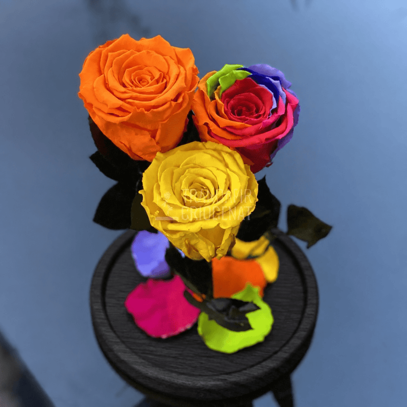 3 trandafiri criogenați (1 multicolor, 1 portocaliu, 1 galben) în cupolă de sticlă 15 × 25 cm - Trandafir-Criogenat.ro