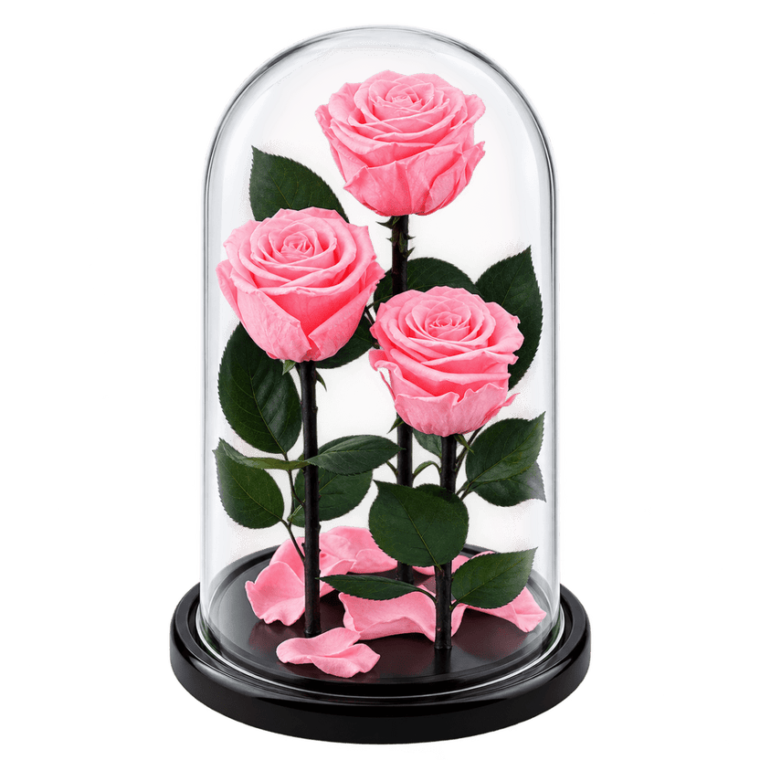3 trandafiri criogenați Standard roz pastel în cupolă de sticlă 15 × 25 cm - Trandafir-Criogenat.ro