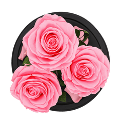 3 trandafiri criogenați Standard roz pastel în cupolă de sticlă 15 × 25 cm - Trandafir-Criogenat.ro